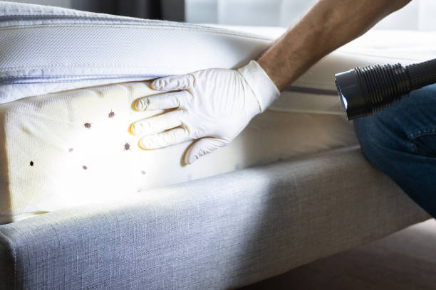 Best Flea Control Services  in St Peters, MO
