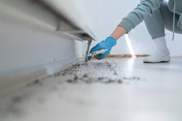 Flea Control Services in St Peters, MO